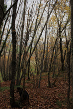 Carica l'immagine nel visualizzatore di Gallery, Spray Ambiente - Woody Woody